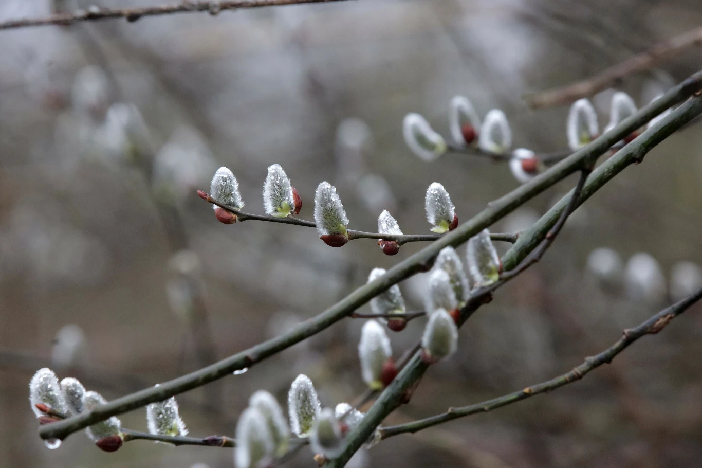 Z bazi możemy zrobić syrop na grypę. Z bazi możemy zrobić syrop na grypę.