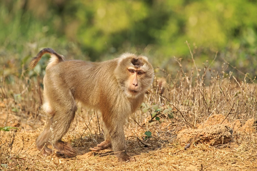 Azjatycki makak świńskoogonowy i jego niezwykły ogonek. Tripura, Indie