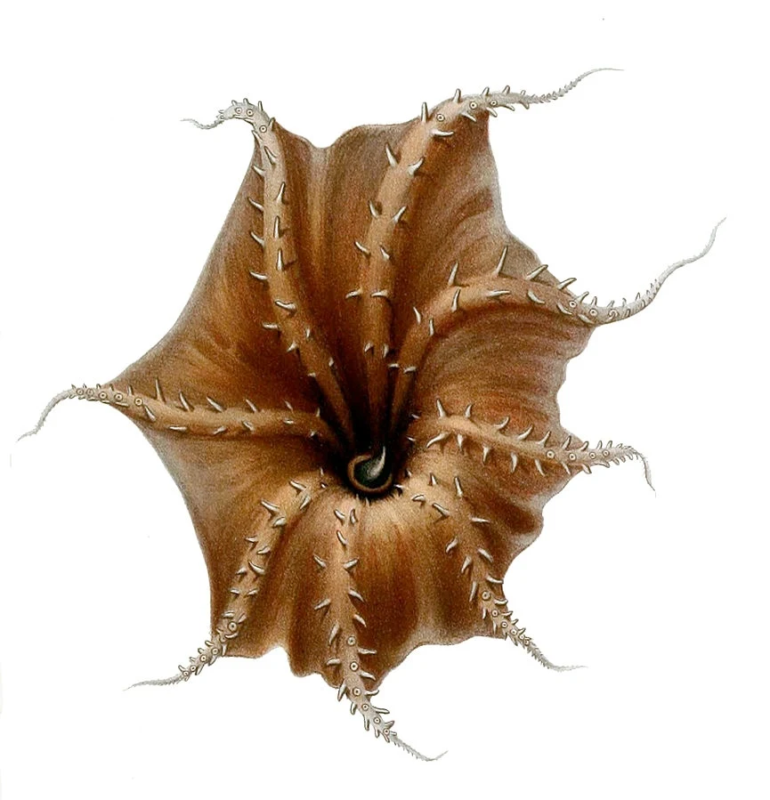 Wampirzyca piekielna z głębin oceanu robi wrażenie Wampirzyca piekielna z głębin oceanu robi wrażenie