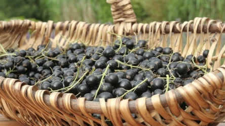 ​Wszyscy zachwycają się jagodami goji, a prawdziwe superfoods rośnie w ogródku babci