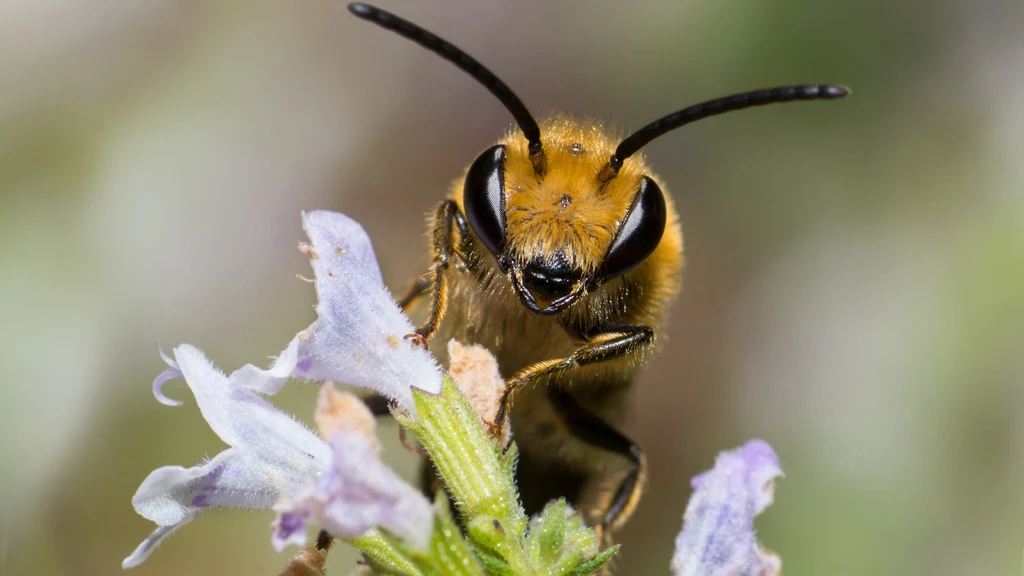 Od lat podejrzewano, że pszczoła z gatunku lepiarka bluszczówka może zawitać do Polski. Teraz mamy oficjalne potwierdzenie