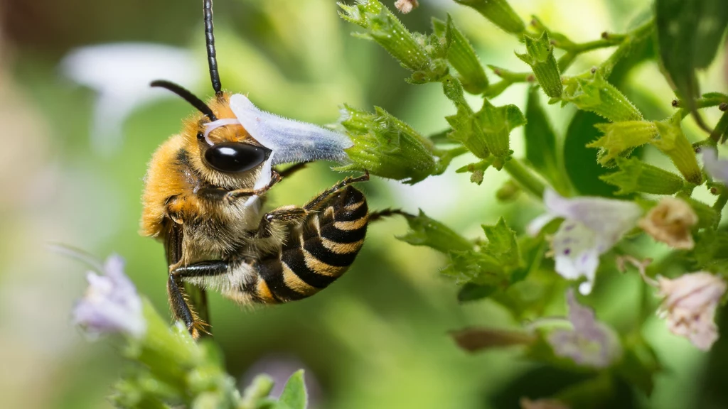 Jak wskazuje nazwa, bluszczówka najbardziej lubi pyłek z kwiatów bluszczu pospolitego. W Polsce pokarm znalazła między innymi na... cmentarzu. Gatunek w razie potrzeby może się odżywiać także innym pyłkiem
