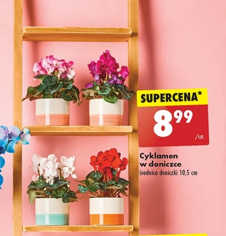Cyklamen