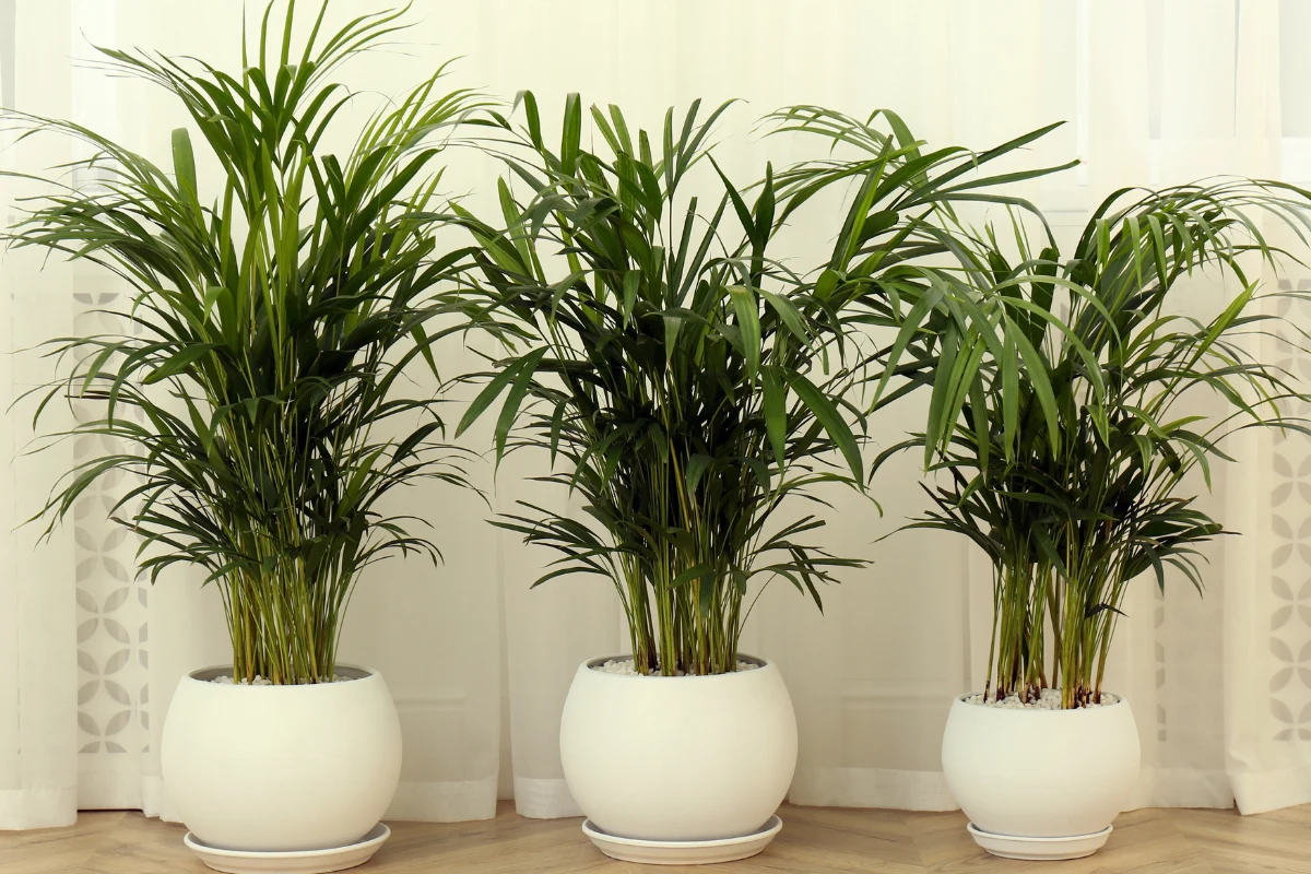 Palma areka wymaga odpowiedniej pielęgnacji