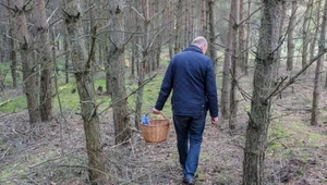 Grzybiarze przekonują, że chrupie jak rzodkiewka. Lepiej go jednak nie próbuj