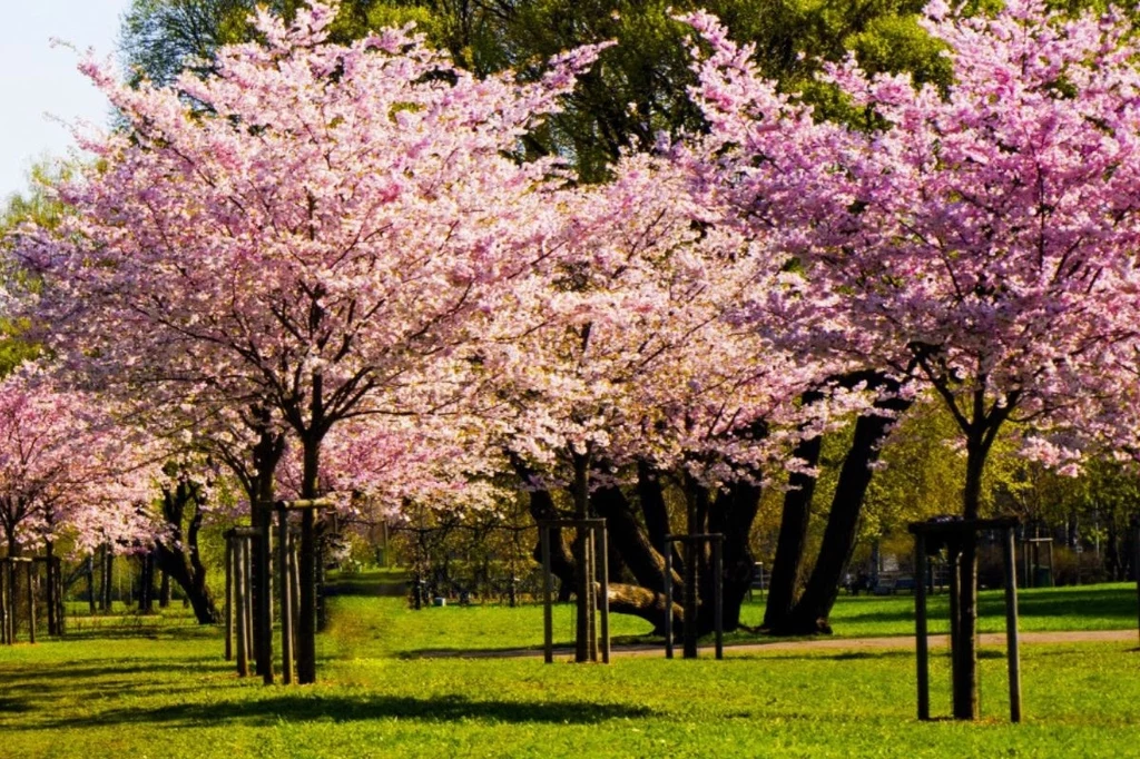 Kwitnąca śliwa wiśniowa to jeden z najpiękniejszych wiosennych widoków