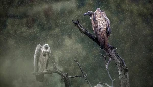 Sępy afrykańskie (Gyps africanus) 