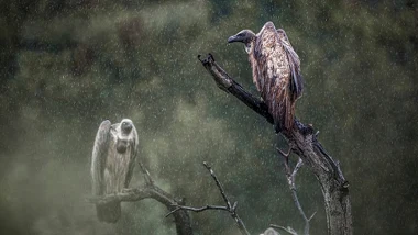 Sępy afrykańskie (Gyps africanus) 