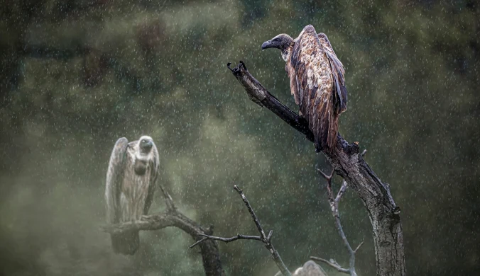 Sępy afrykańskie (Gyps africanus) 