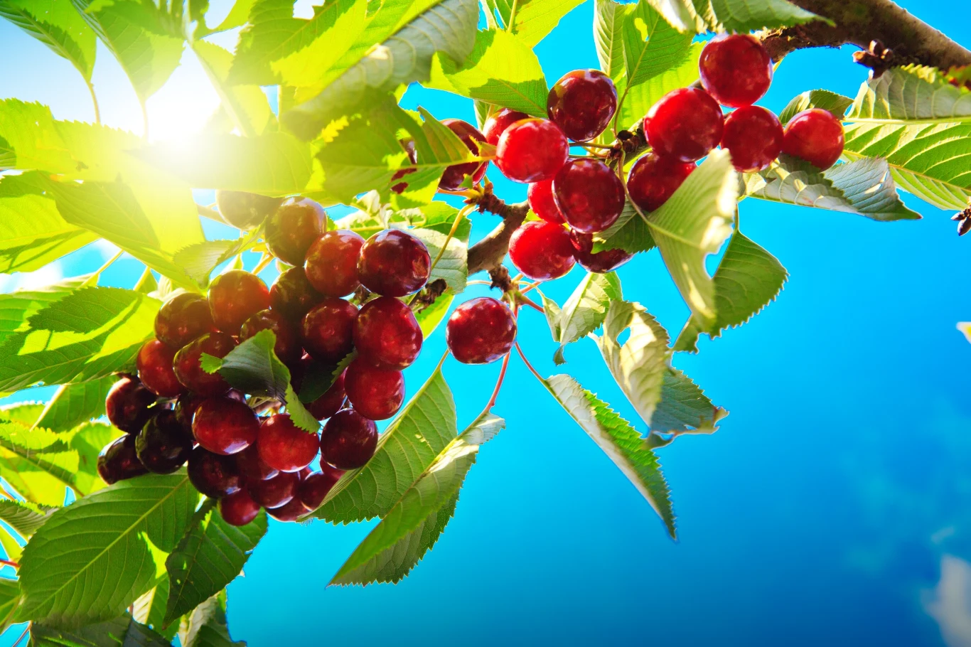 Co zrobić, żeby czereśni było dużo latem? Kluczowy jest jeden wiosenny zabieg. Co zrobić, żeby czereśni było dużo latem? Kluczowy jest jeden wiosenny zabieg.