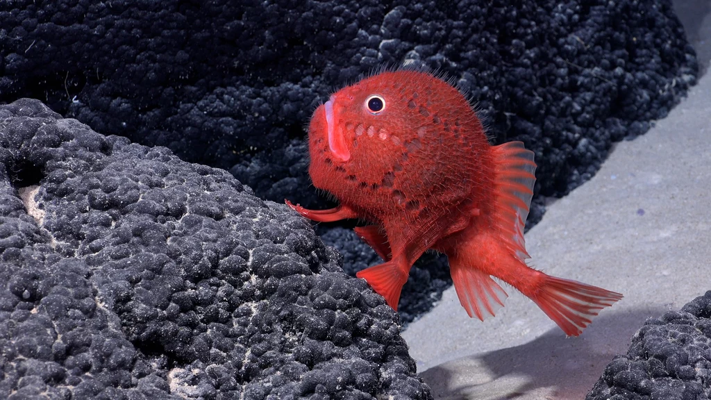Ryba z rodzaju Chaunacops sfotografowana na głębokości 1388,65 metrów
