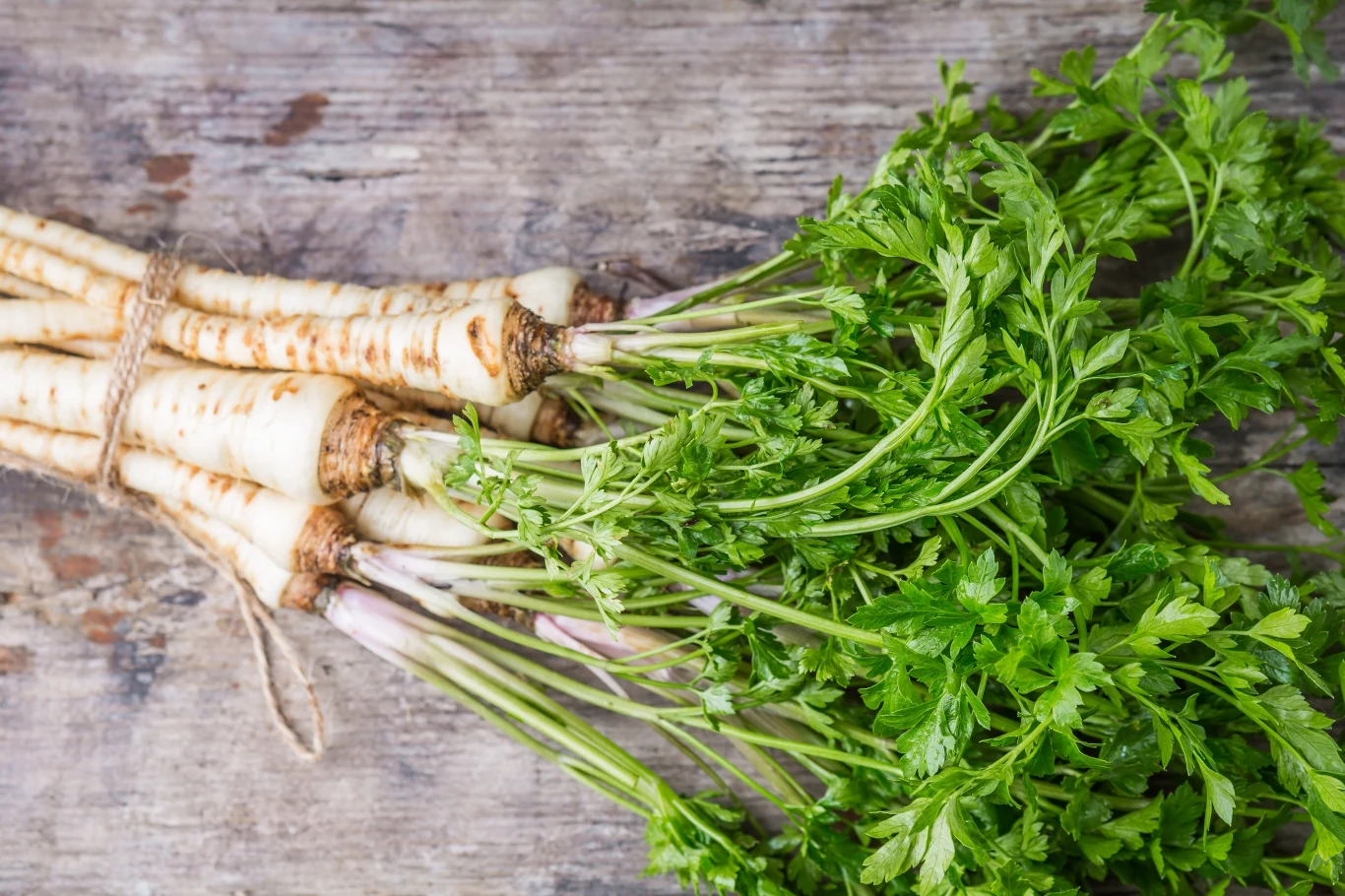 Pietruszka najlepiej rośnie obok rzodkiewki. 