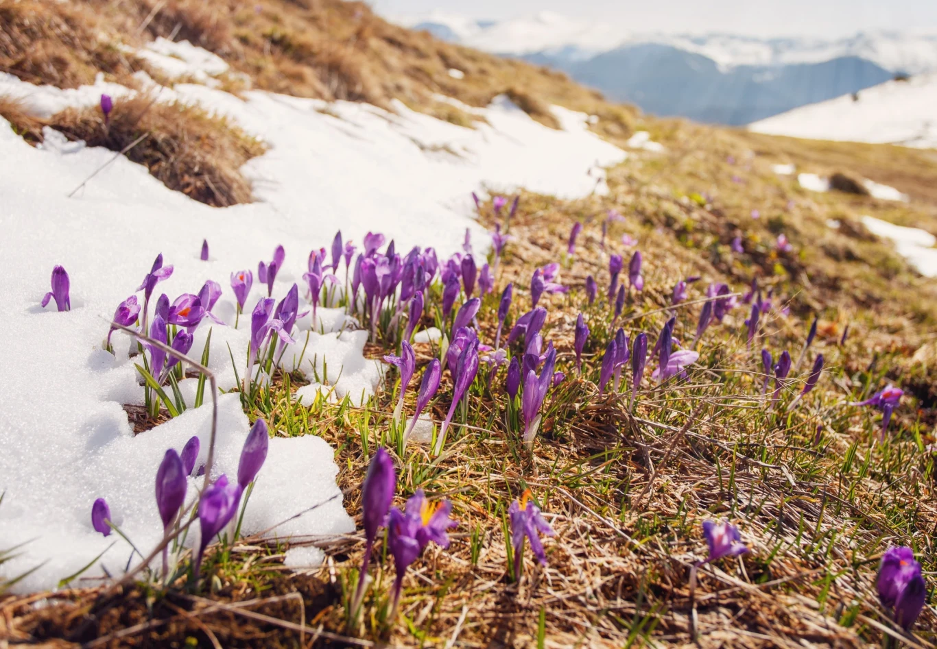 Rosnące temperatury będą sprzyjać pojawianiu się krokusów już w marcu