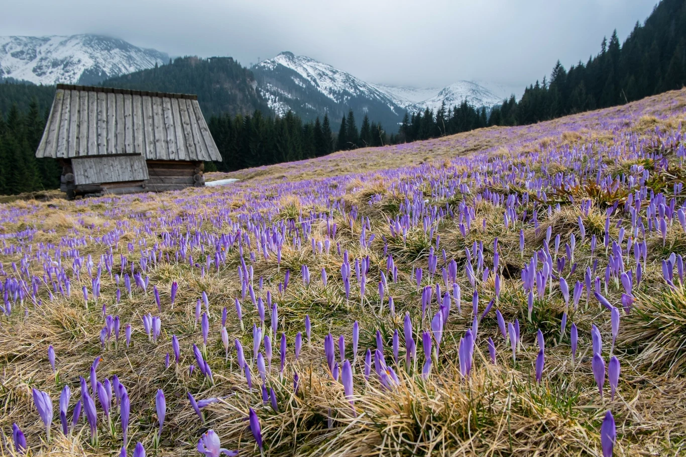 Krokusy na Kalatówkach robią wrażenie