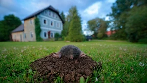 Co przyciąga krety do ogrodu? Odpowiedź może zaskakiwać