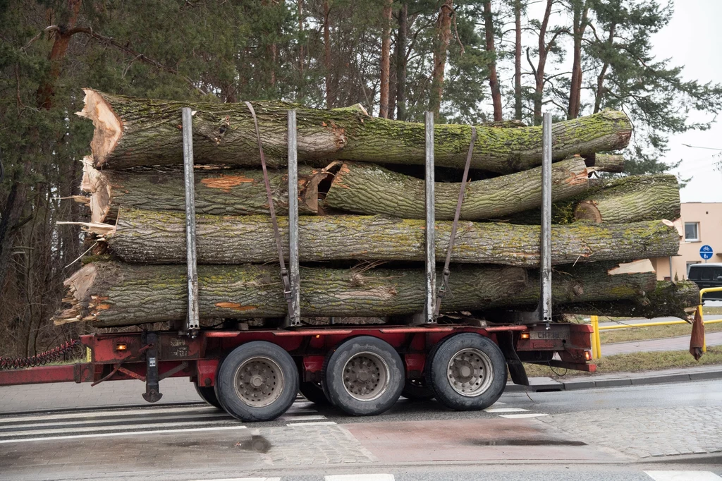 Przemyt objętego sankcjami drewna z Rosji trwa w najlepsze