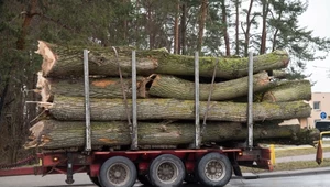 Lasy Państwowe chcą zakazu wywozu drewna na 3 lata