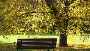 Burmistrz Świebodzina zapowiedział usuwanie gniazd i płoszenie ptaków w parku. W sieci burza, zdj. ilustracyjne