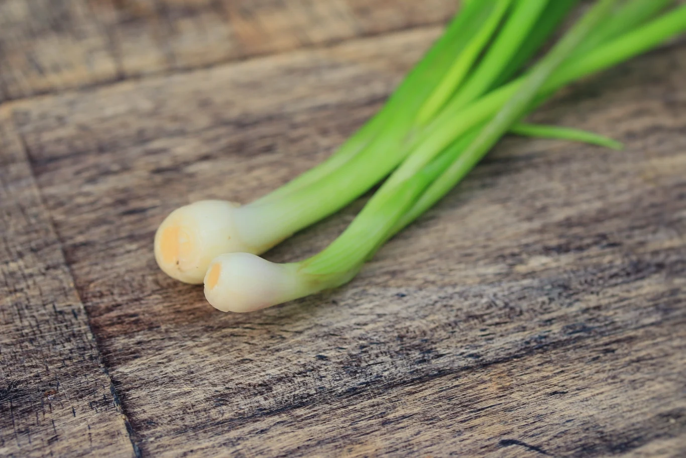 Cebula dymka jest prosta w uprawie. Możesz ją posadzić w ogrodzie w październiku Cebula dymka jest prosta w uprawie. Możesz ją posadzić w ogrodzie w październiku