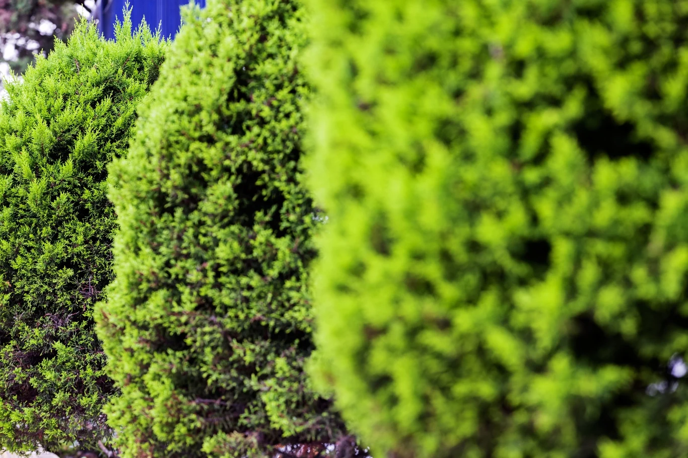 Cis to roślina posiadająca doskonałe właściwości regeneracyjne, ale trzeba na nią uważać