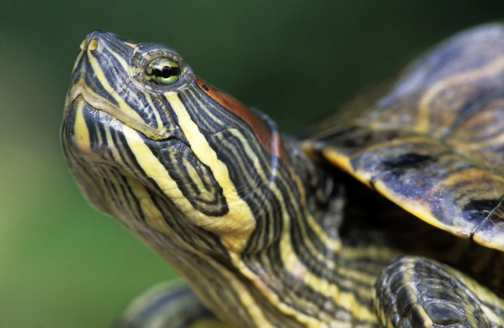 Inwazyjne żółwie zagrażają naszym rodzimym żółwiom błotnym, a także wielu innym gatunkom żyjącym w Polsce