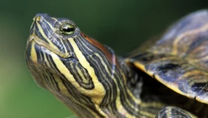 Inwazyjne żółwie atakują przyrodę w Polsce. Pochodzą z naszych domów
