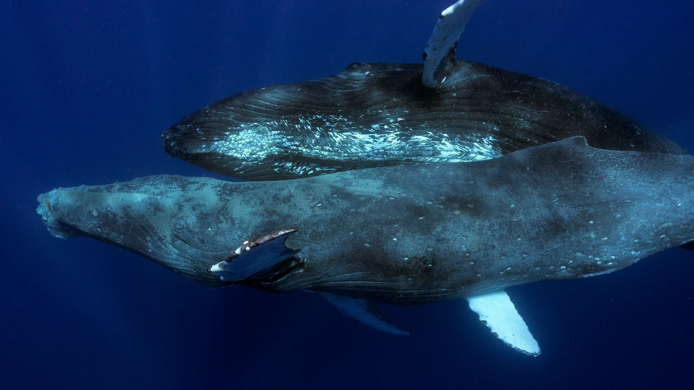 Odnaleziony dysk z 1949 r. to rzadki przykład wczesnego nasłuchu oceanu