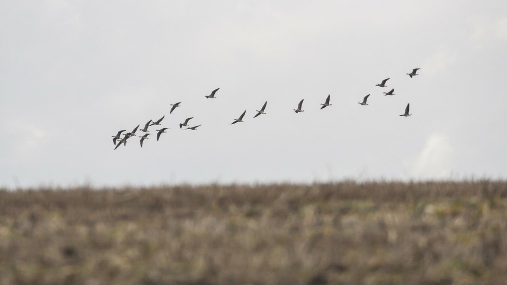 Trwa czas migracji ptaków. Ile wiesz o ich wędrówkach?