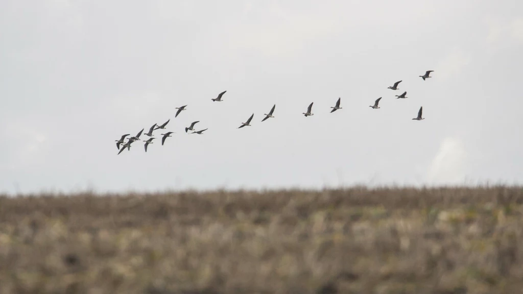 Trwa czas migracji ptaków. Ile wiesz o ich wędrówkach?