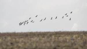 Dzikie ptaki latają nad Polską tam i z powrotem. Ile o nich wiesz? [QUIZ]