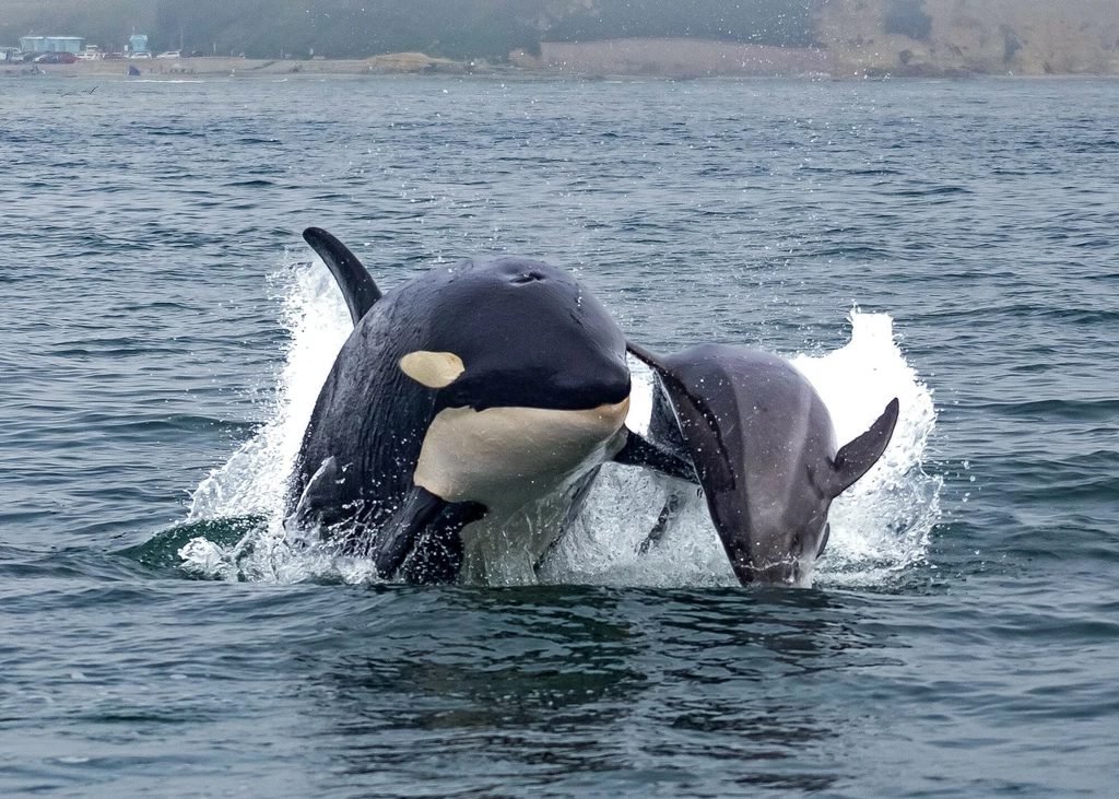 Orka polująca na butlonosa. One - tak jak żarłacze - padają ich ofiarami. Orki są szczytowymi drapieżnikami oceanów