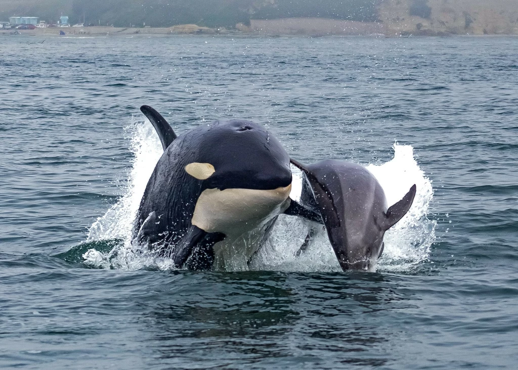 Orka polująca na butlonosa. Orki są szczytowymi drapieżnikami oceanów