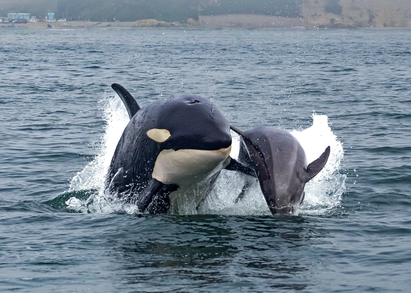 Orka polująca na butlonosa. Orki są szczytowymi drapieżnikami oceanów Orka polująca na butlonosa. Orki są szczytowymi drapieżnikami oceanów