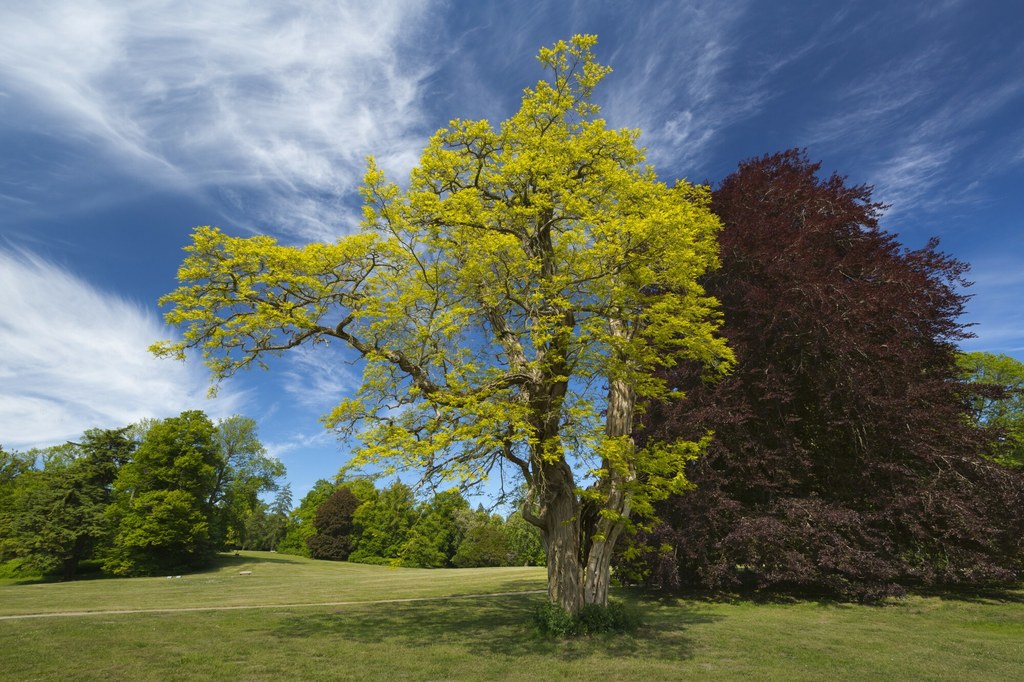 Robinia akacjowa pierwotnie rosła w Ameryce Północnej 