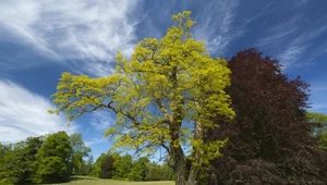 Robinia akacjowa pierwotnie rosła w Ameryce Północnej 