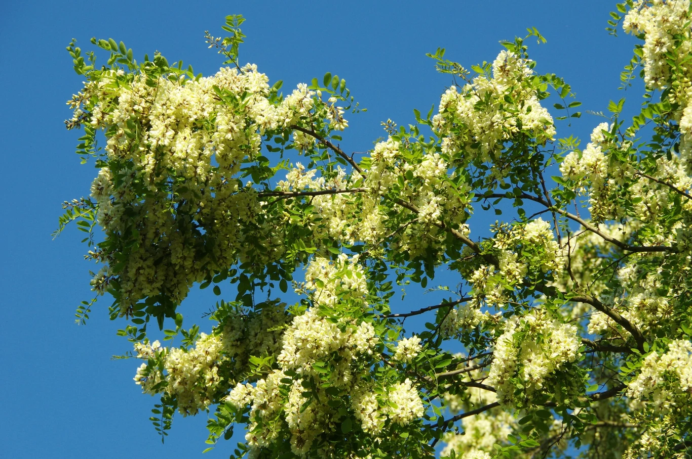 Kwitnąca robinia akacjowa Kwitnąca robinia akacjowa