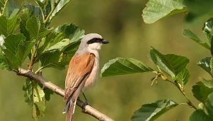 Chcesz przyciągnąć ptaki do ogrodu? Posadź w nim te rośliny