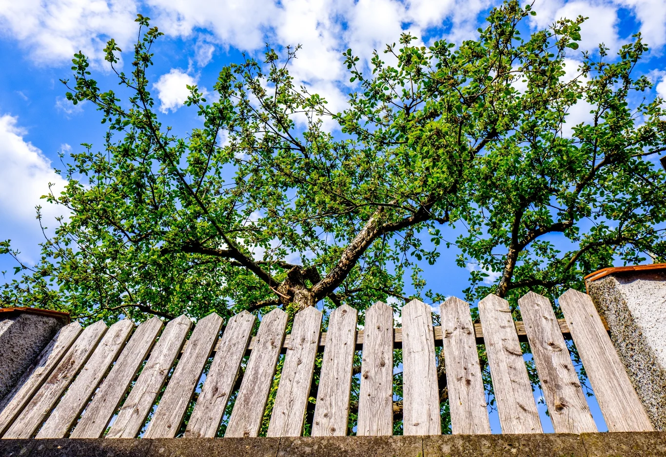 Warto porozmawiać z sąsiadem na temat kłopotliwego drzewa