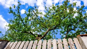 Czy sąsiad może przyciąć gałęzie z naszego drzewa? Prawo mówi jasno 