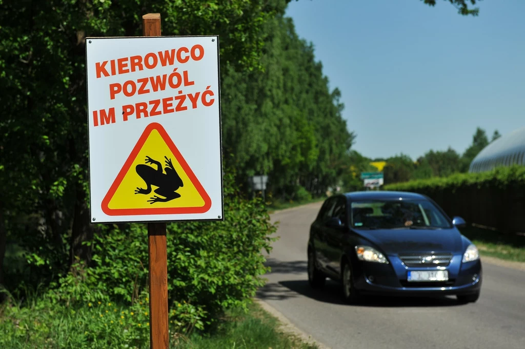 W Polsce powszechne są też akcje przenoszenia płazów w rejony akwenów 