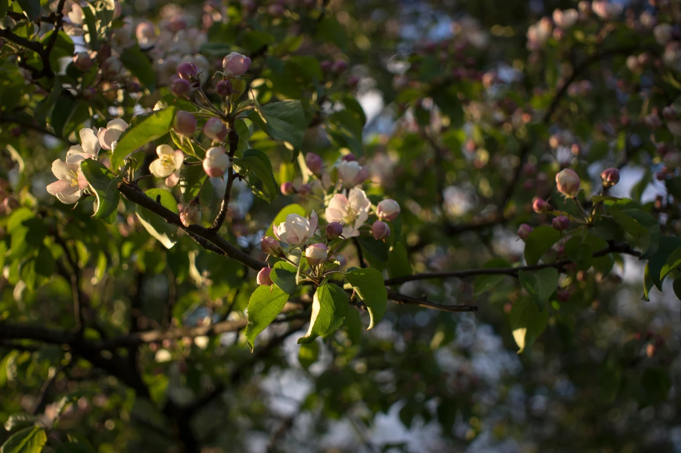 Przycinanie jabłoni ulepszy smak owoców