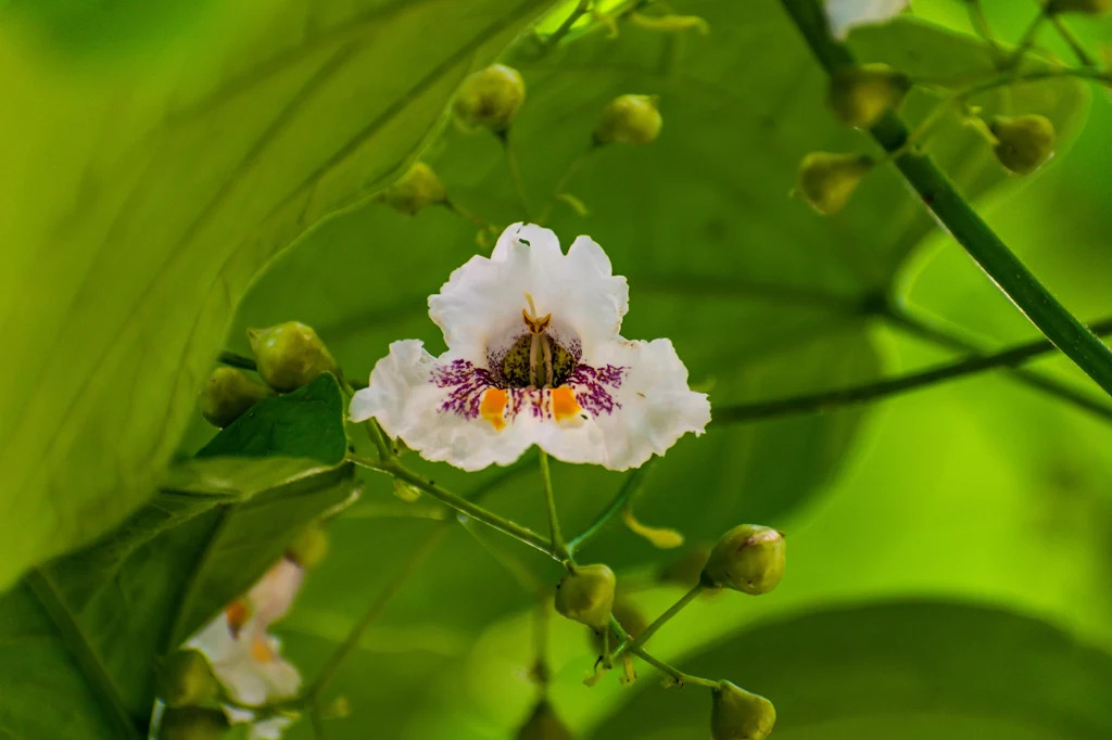 Kwitnąca katalpa jest przepiękna. Jej kwiaty przypominają stroczyki