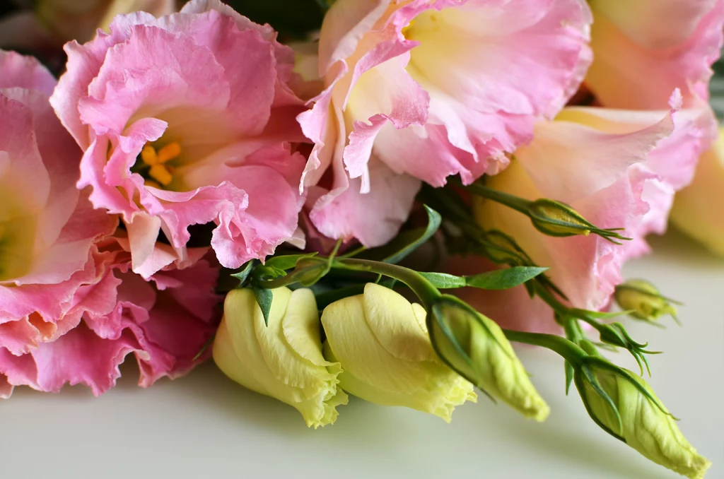 Na Dzień Kobiet poleca się eustoma nazywana dzwonkiem prerii lub japońską różą