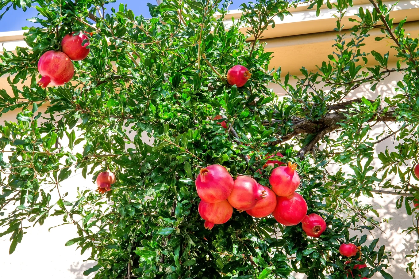 Jak przygotować sadzonki granatu? Wystarczy kilka pestek 