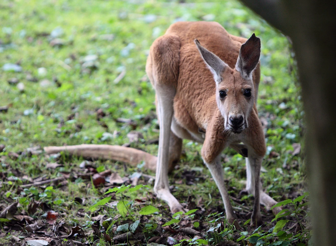 W Tatrach pojawiły się kangury/ zdj. ilustracyjne W Tatrach pojawiły się kangury/ zdj. ilustracyjne