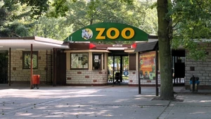 Dyrektorka zoo w Poznaniu zatrzymana. Grozi jej 10 lat więzienia