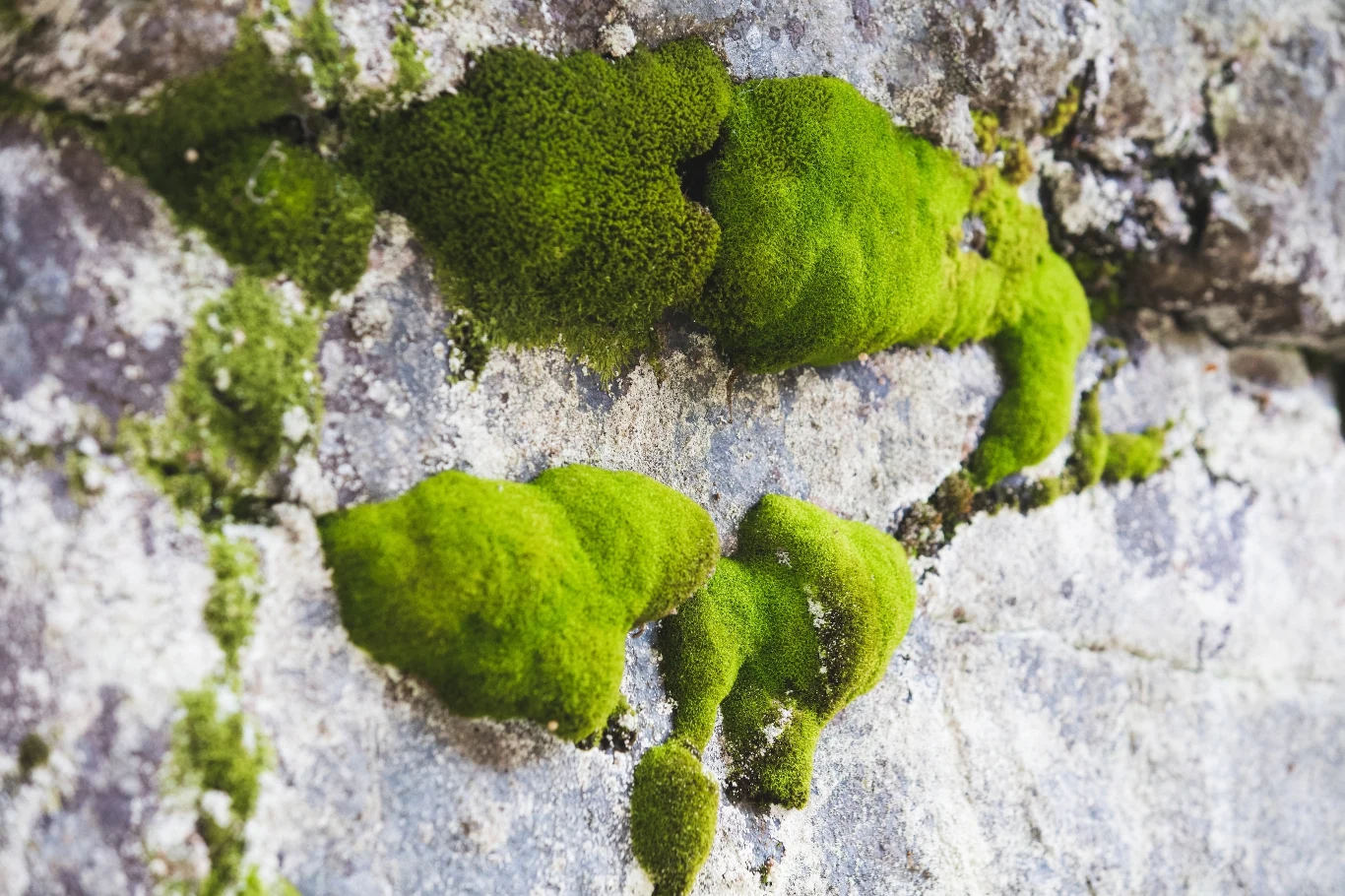 Niewielkie ilości mchu na balkonie usuniesz drucianą szczotką. Przy dużym problemie może być to jednak męczące