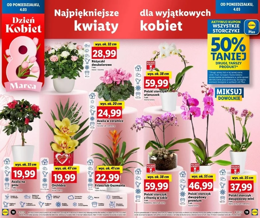 Storczyki o 50% taniej w Lidlu! Storczyki o 50% taniej w Lidlu!