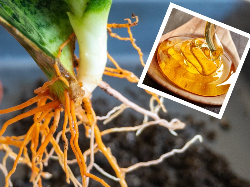 Miód to jeden z najlepszych domowych ukorzeniaczy do roślin Miód to jeden z najlepszych domowych ukorzeniaczy do roślin