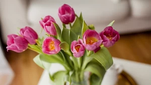 Tulipany w wazonie będą wyglądać zjawiskowo. Wytrzymają nawet dwa tygodnie